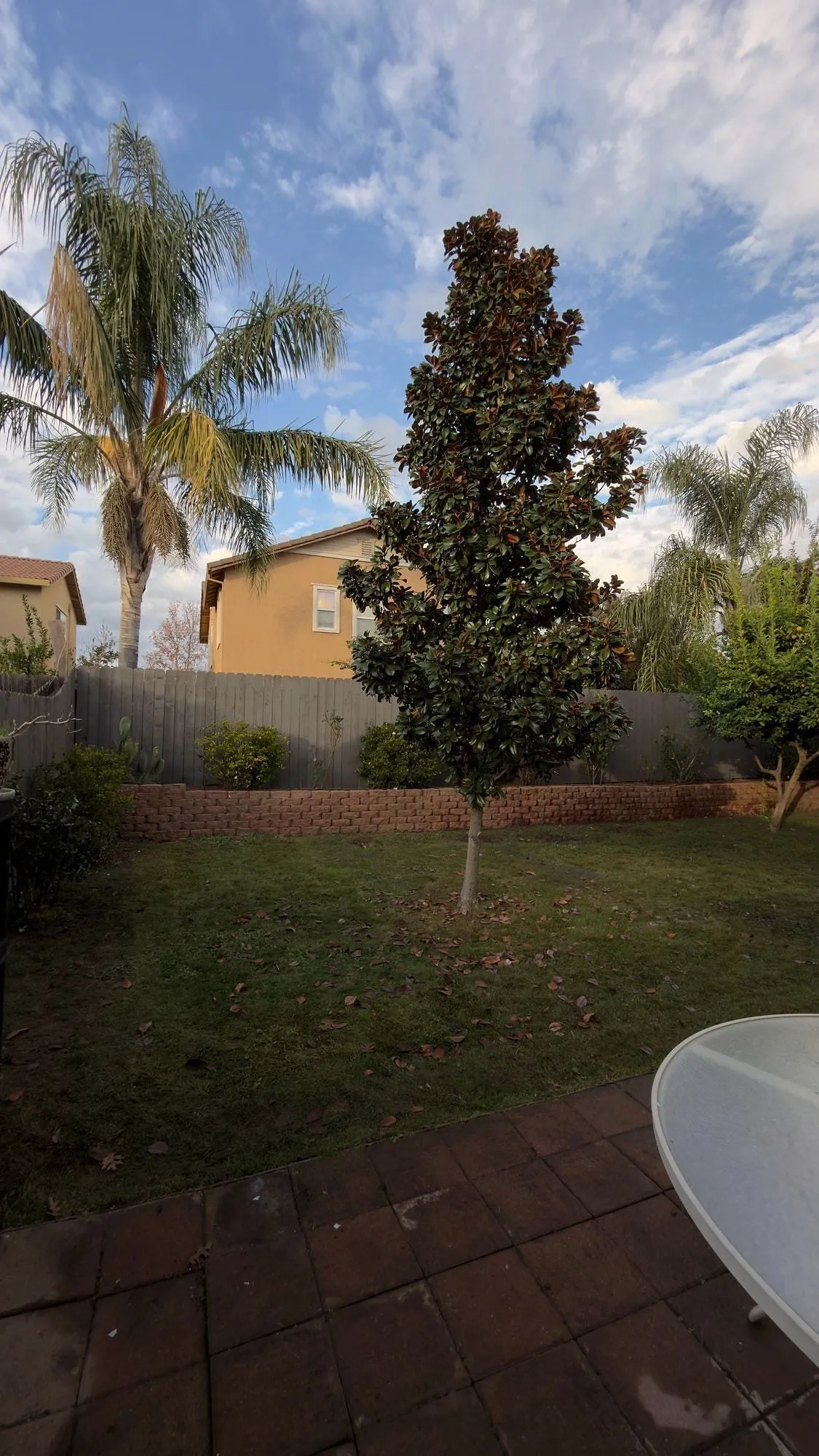 New timber fence running behind a lawn and a young magnolia tree